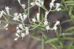 Waxy thoroughwort